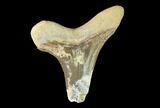 Fossil Shark (Cretoxyrhina) Tooth - Kansas #142947-1
